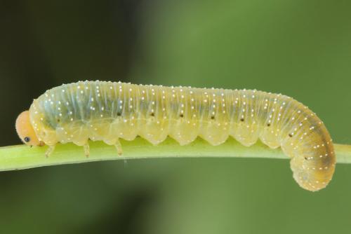 Réf. 290 782 : Zonuledo zonula