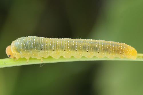 Zonuledo zonula