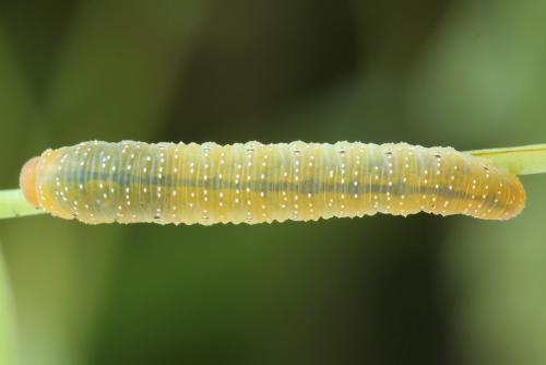 Zonuledo zonula