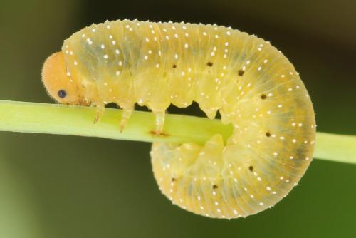 Zonuledo zonula