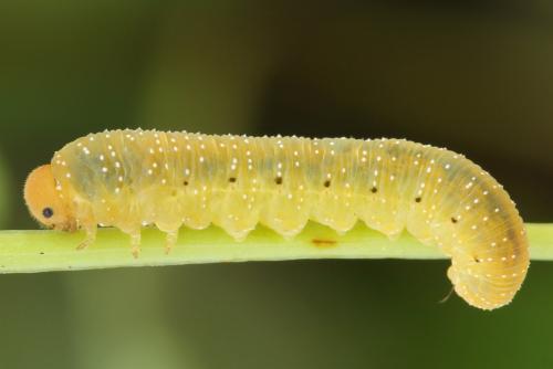 Zonuledo zonula