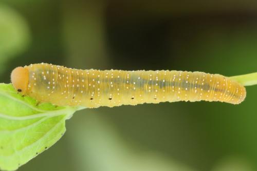 Zonuledo zonula