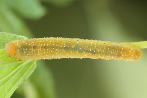 Zonuledo zonula
