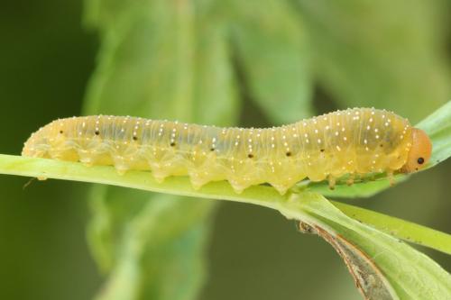 Zonuledo zonula