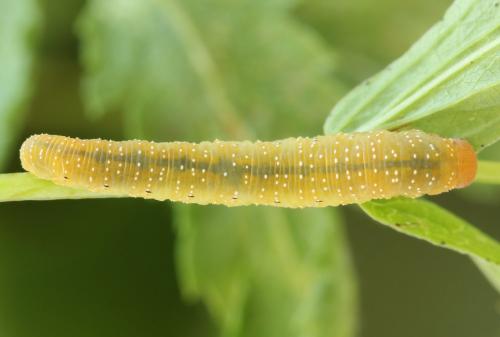 Zonuledo zonula