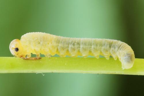 Zonuledo zonula