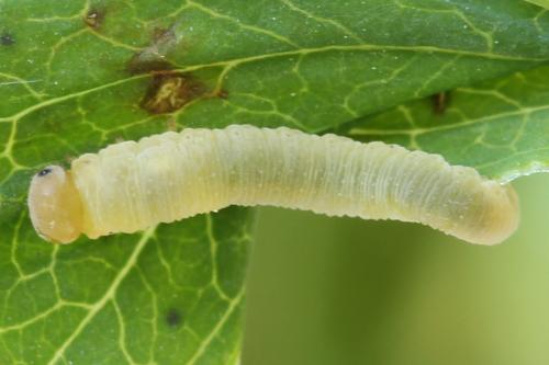 Zonuledo zonula