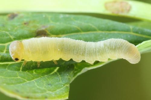 Zonuledo zonula