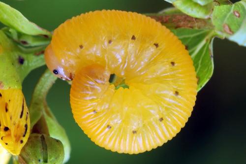 Zonuledo zonula