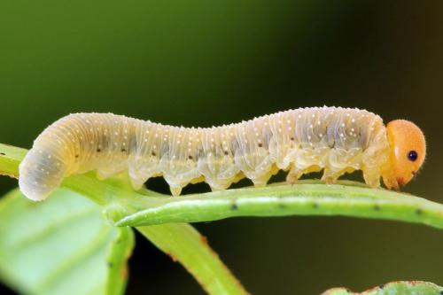 Zonuledo zonula