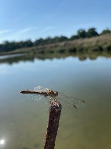 Sympetrum meridionale