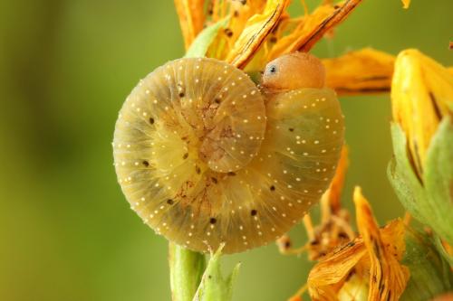 Zonuledo zonula