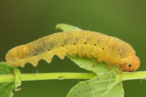 Zonuledo zonula