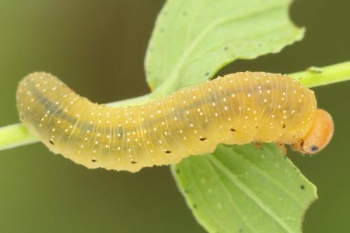 Zonuledo zonula
