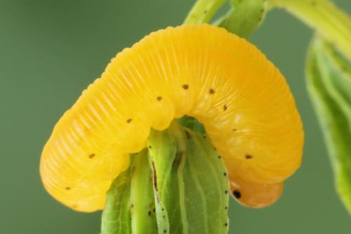 Zonuledo zonula