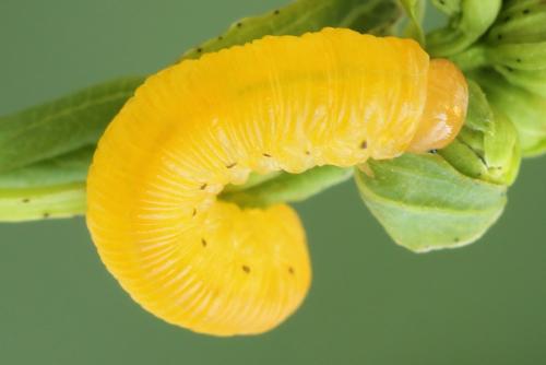 Zonuledo zonula