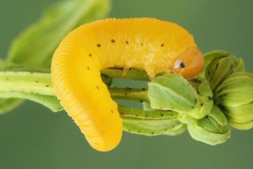 Zonuledo zonula