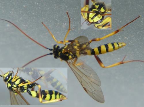 Banchus pictus