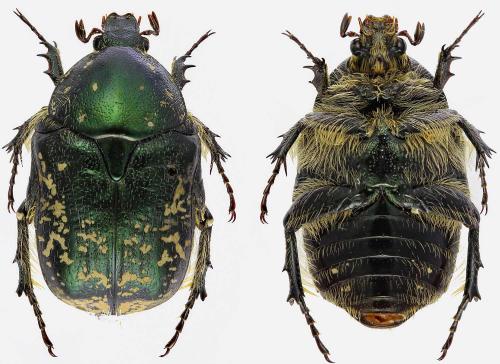 Netocia karelini