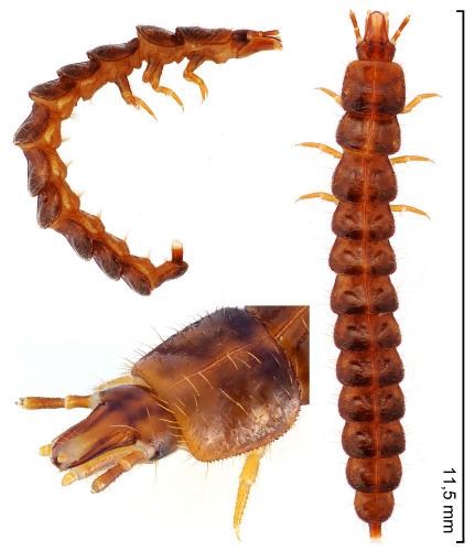 Omalisus fontisbellaquei