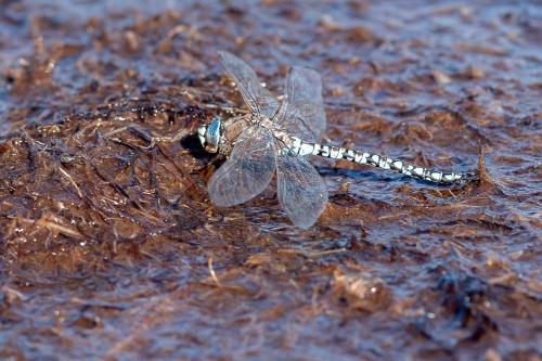 Réf. 290 582 : Aeshna caerulea