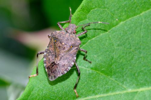 Réf. 290 893 : Halyomorpha halys