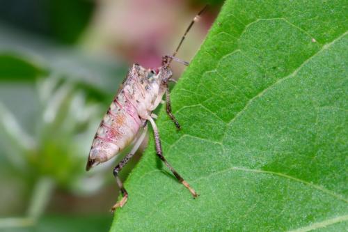 Halyomorpha halys