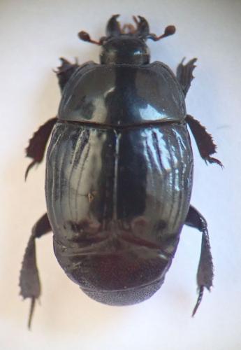 Margarinotus merdarius