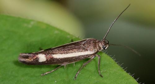 Réf. 290 049 : Scythris sp.