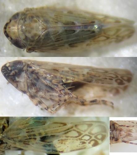 Réf. 290 445 : Deltocephalini inconnu