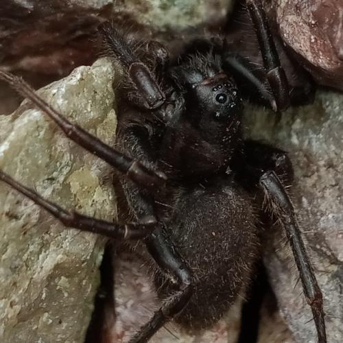 Pardosa sp.