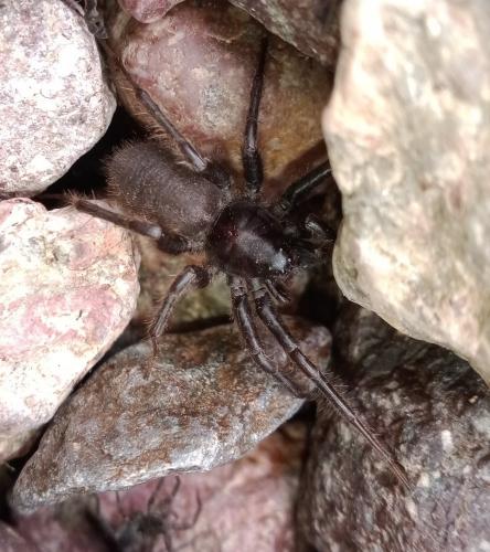 Pardosa sp.