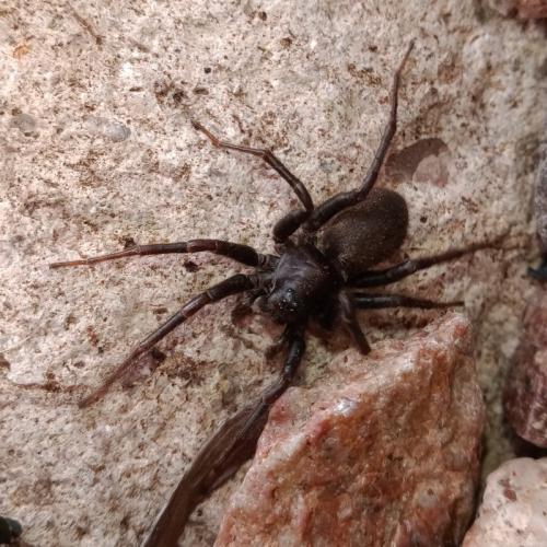 Pardosa sp.