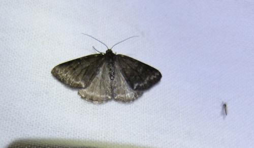 Pseudoterpna sp.
