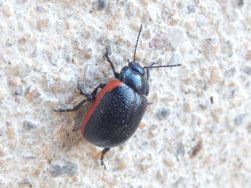 Réf. 290 386 : Chrysolina sanguinolenta