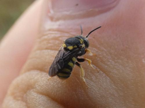 Réf. 290 866 : Anthidiellum strigatum