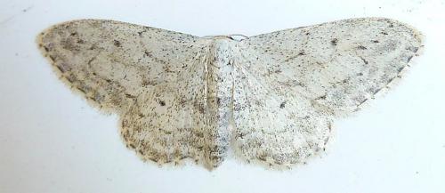 Réf. 290 140 : Idaea seriata