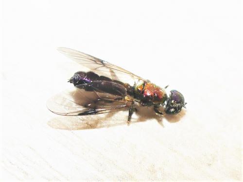 Sargus cuprarius