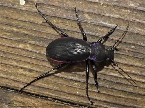 Réf. 290 492 : Carabus violaceus purpurascens