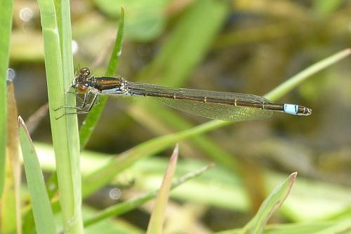 Réf. 290 501 : Ischnura sp.