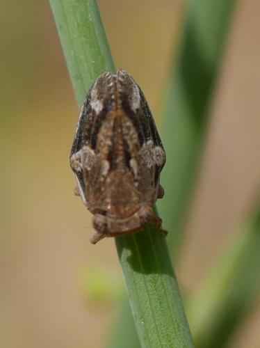 Agalmatium flavescens