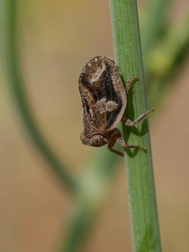 Agalmatium flavescens