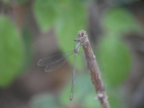 Chalcolestes viridis