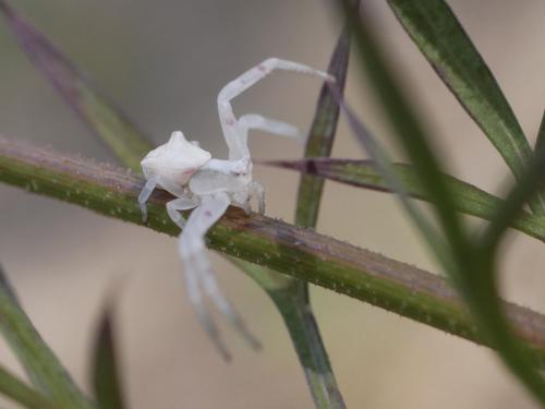 Thomisus onustus
