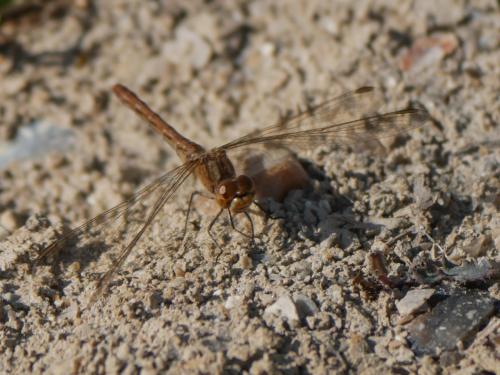 Réf. 290 342 : Sympetrum meridionale