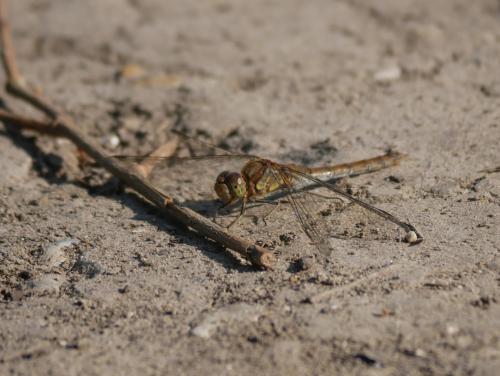 Réf. 290 391 : Sympetrum striolatum