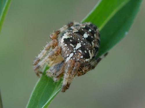 Araneus diadematus