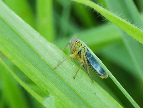 Cicadella viridis
