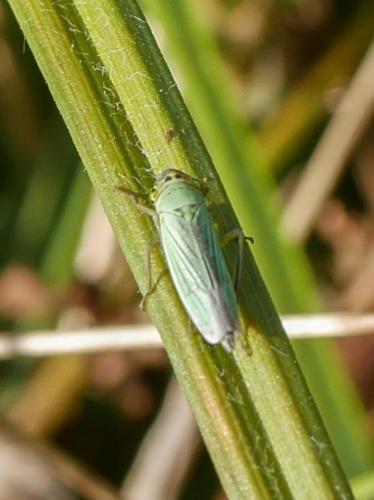 Réf. 290 384 : Cicadella viridis
