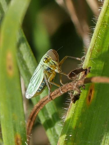 Réf. 290 383 : Cicadella viridis